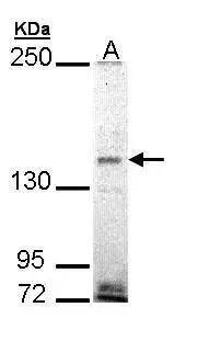 Sample (30 ug of whole cell lysate) A: H1299 5% SDS PAGE NBP3-48486 diluted at 1:1000 