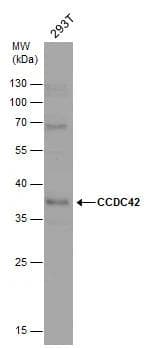 Western Blot CCDC42 Antibody