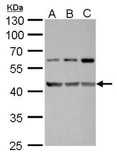 Western Blot FAM46C Antibody