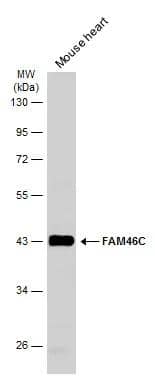 Western Blot FAM46C Antibody