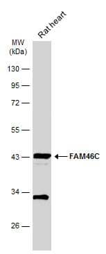 Western Blot FAM46C Antibody