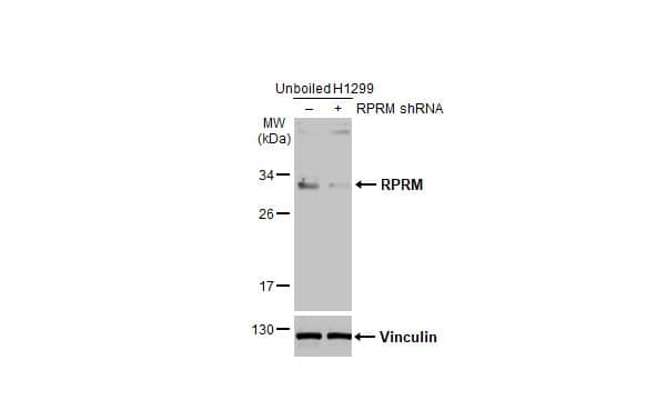 Western Blot RPRM Antibody