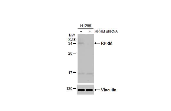Western Blot RPRM Antibody