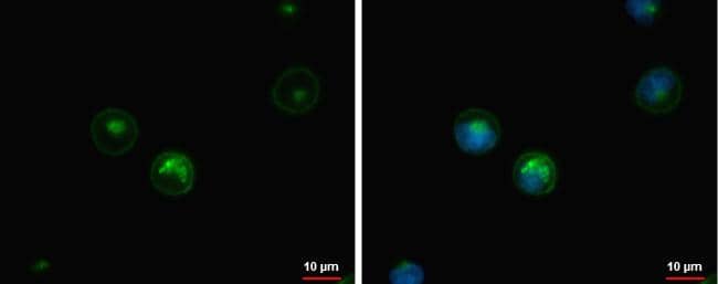 HLA DQB1 antibody detects HLA DQB1 protein at cell membrane and endoplasmic reticulum by immunofluorescent analysis.Sample: Raji cells were fixed in iced-cold MeOH for 5 min.Green: HLA DQB1 protein stained by HLA DQB1 antibody (NBP3-48501) diluted at 1:500.Blue: Hoechst 33342 staining. 