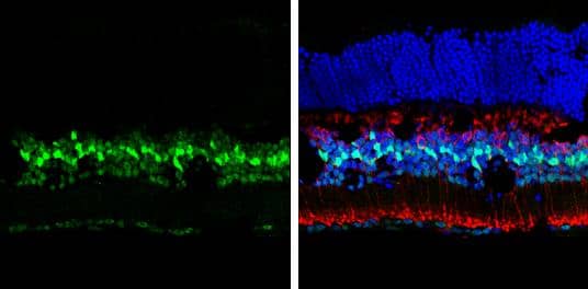 p27/Kip1 antibody detects p27/Kip1 protein at nucleus by immunohistochemical analysis.Sample: Frozen sectioned adult mouse retina. Green: p27/Kip1 protein stained by p27/Kip1 antibody (NBP1-32213) diluted at 1:250.Red: Protein kinase C alpha staining.Blue: Fluoroshield with DAPI . 
