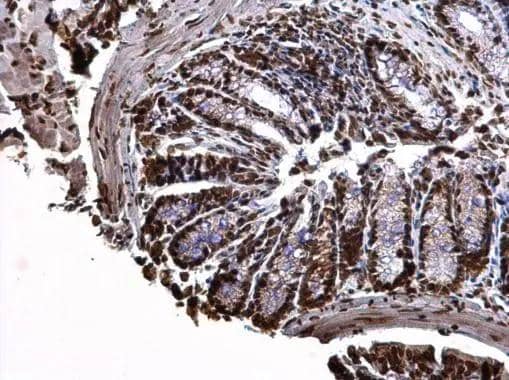 Histone H3.3B antibody detects Histone H3.3B protein at nucleus on mouse prostate by immunohistochemical analysis. Sample: Paraffin-embedded mouse prostate. Histone H3.3B antibody (NBP3-48508) dilution: 1:500. Antigen Retrieval: (EDTA based, pH 8.0) buffer, 15min 