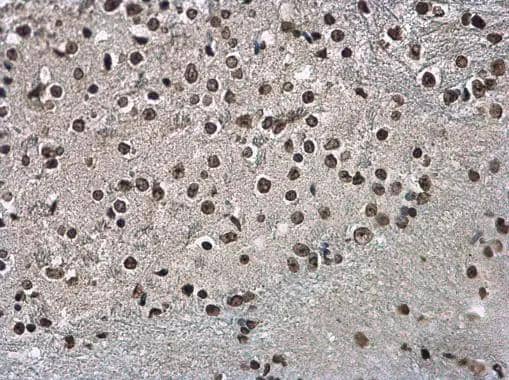 Histone H3.3B antibody detects Histone H3.3B protein at nucleus on mouse spinal cord by immunohistochemical analysis. Sample: Paraffin-embedded mouse spinal cord. Histone H3.3B antibody (NBP3-48508) diluted at 1:500. Antigen Retrieval: (EDTA based, pH 8.0) buffer, 15min 