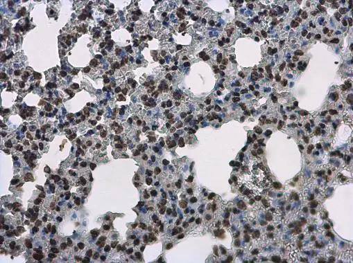 Histone H3.3B antibody detects Histone H3.3B protein at nucleus on mouse spinal cord by immunohistochemical analysis. Sample: Paraffin-embedded mouse spinal cord. Histone H3.3B antibody (NBP3-48508) diluted at 1:500. Antigen Retrieval: (EDTA based, pH 8.0) buffer, 15min 