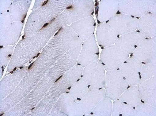 Histone H3.3B antibody detects Histone H3.3B protein at nucleus in mouse muscle by immunohistochemical analysis. Sample: Paraffin-embedded mouse muscle. Histone H3.3B antibody (NBP3-48508) diluted at 1:500. ^[^GTX]br>Antigen Retrieval: Citrate buffer, pH 6.0, 15 min 