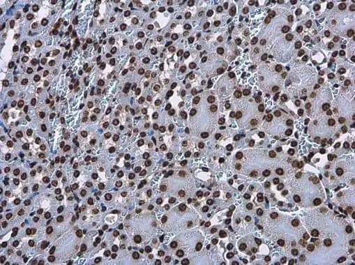Histone H3.3B antibody detects Histone H3.3B protein at nucleus in mouse kidney by immunohistochemical analysis. Sample: Paraffin-embedded mouse kidney. Histone H3.3B antibody (NBP3-48508) diluted at 1:500. ^[^GTX]br>Antigen Retrieval: Citrate buffer, pH 6.0, 15 min 
