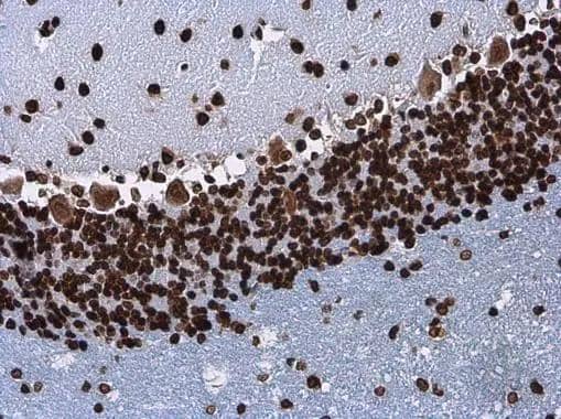 Histone H3.3B antibody detects Histone H3.3B protein at nucleus in rat brain by immunohistochemical analysis. Sample: Paraffin-embedded rat brain. Histone H3.3B antibody (NBP3-48508) diluted at 1:500. ^[^GTX]br>Antigen Retrieval: Citrate buffer, pH 6.0, 15 min 