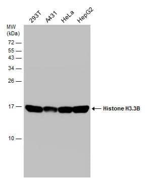 Various whole cell extracts (30 ug) were separated by 15% SDS-PAGE, and the membrane was blotted with Histone H3.3B antibody (NBP3-48508) diluted at 1:10000. 