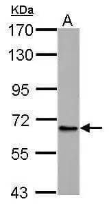 Western Blot ABCB10 Antibody
