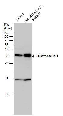 Western Blot Histone H1.1 Antibody