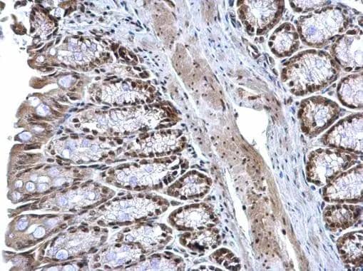 ZNF545 antibody detects ZNF545 protein at nucleus on mouse colon by immunohistochemical analysis. Sample: Paraffin-embedded mouse colon. ZNF545 antibody (NBP3-48513) dilution: 1:1000. Antigen Retrieval: (EDTA based, pH 8.0) buffer, 15min 