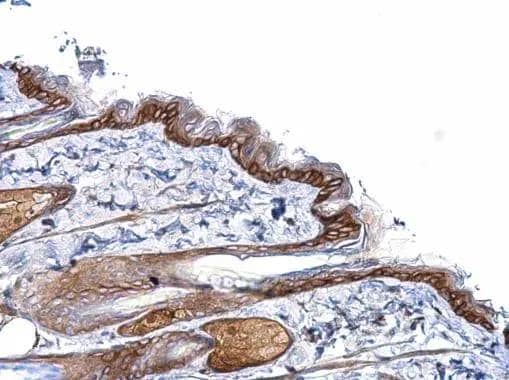 Immunohistochemistry PCDHB1 Antibody