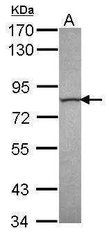 Sample (30 ug of whole cell lysate)  A: A549  7.5% SDS PAGE  NBP3-48523 diluted at 1:1000  