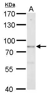 Western Blot DBC1 Antibody