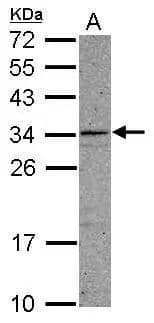 Sample (30 ug of whole cell lysate)  A: A549  12% SDS PAGE  NBP3-48534 diluted at 1:1000  