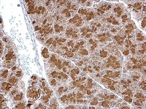 Immunohistochemistry SYTL4 Antibody