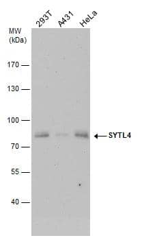 Western Blot SYTL4 Antibody