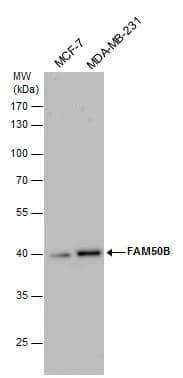 Western Blot FAM50B Antibody