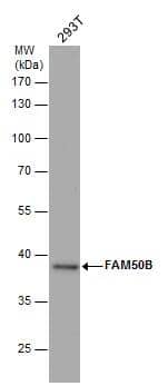 Western Blot FAM50B Antibody