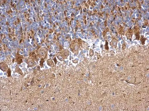 PDDC1 antibody detects PDDC1 protein at cytosol on rat hind brain by immunohistochemical analysis. Sample: Paraffin-embedded rat hind brain. PDDC1 antibody (NBP3-48545) dilution: 1:500.Antigen Retrieval: (EDTA based, pH 8.0) buffer, 15min 