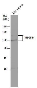 MEGF11 antibody detects MEGF11 protein by western blot analysis. Mouse tissue extracts (50 ug) was separated by 7.5 % SDS-PAGE, and the membrane was blotted with MEGF11 antibody (NBP3-48546) diluted by 1:1000. 