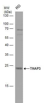 Western Blot THAP3 Antibody