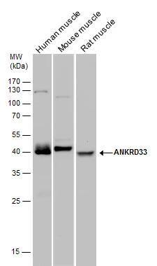 ANKRD33 antibody detects ANKRD33 protein by western blot analysis.Tissue extracts of human, mouse and rat muscle was separated by 12 % SDS-PAGE, and the membrane was blotted with ANKRD33 antibody (NBP3-48551) diluted by 1:1000. 