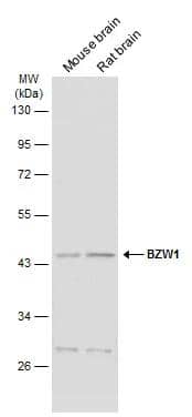 Western Blot BZW1 Antibody