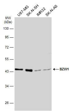 Western Blot BZW1 Antibody