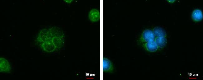 IQCC antibody detects IQCC protein at cytoplasm by immunofluorescent analysis.Sample: MCF-7 cells were fixed in ice-cold MeOH for 5 min.Green: IQCC protein stained by IQCC antibody (NBP3-48560) diluted at 1:500.Blue: Hoechst 33342 staining. 