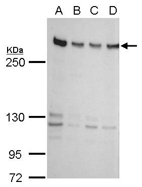 ZNF638 antibody detects ZNF638 protein by Western blot analysis.A. 30 ?g 293T whole cell lysate/extractB. 30 ?g A431 whole cell lysate/extractC. 30 ?g HeLa whole cell lysate/extractD. 30 ?g HepG2 whole cell lysate/extract5 % SDS-PAGEZNF638 antibody (NBP3-48567) dilution: 1:500 