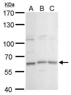 Western Blot GPBP1L1 Antibody