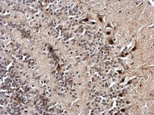 NKAP antibody detects NKAP protein at nucleus on rat hind brain by immunohistochemical analysis. Sample: Paraffin-embedded rat hind brain. NKAP antibody (NBP3-48584) dilution: 1:500. Antigen Retrieval: (EDTA based, pH 8.0) buffer, 15min 