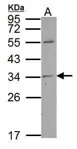 Western Blot Mover Antibody