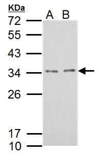 Western Blot Mover Antibody