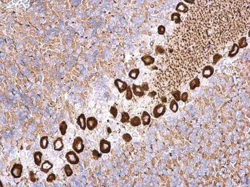 nm23-H4 antibody detects nm23-H4 protein at cytosol on mouse hind brain by immunohistochemical analysis. Sample: Paraffin-embedded mouse hind brain. nm23-H4 antibody (NBP3-48589) dilution: 1:500. Antigen Retrieval: (EDTA based, pH 8.0) buffer, 15min 