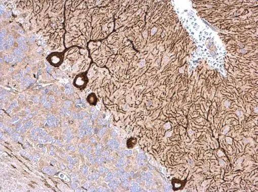 nm23-H4 antibody detects nm23-H4 protein at cytosol on rat hind brain by immunohistochemical analysis. Sample: Paraffin-embedded rat hind brain. nm23-H4 antibody (NBP3-48589) dilution: 1:500. Antigen Retrieval: (EDTA based, pH 8.0) buffer, 15min 