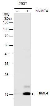 nm23-H4 antibody detects NME4 protein by Western blot analysis. Non-transfected (-) and NME4-transfected (+, ) 293T whole cell extracts (30 ug) were separated by 12% SDS-PAGE, and the membrane was blotted with NME4 antibody (NBP3-48589) at a dilution of 1:5000. 
