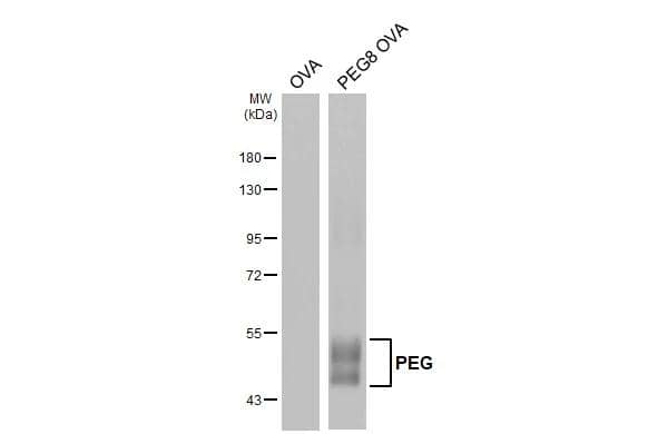 Western Blot Polyethylene Glycol Antibody
