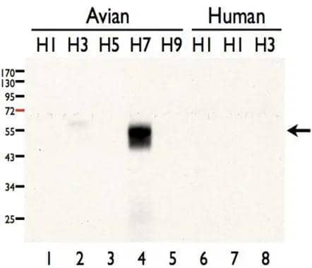 Influenza A Virus H7N7 Hemagglutinin (HA) antibody detects H7 (Influenza A) protein by Western blot analysis.A. MDCK cell lysates infected with 4 HAU/ml of A/duck/Alberta/35/1976-like, H1N1 B. MDCK cell lysates infected with 4 HAU/ml of A/duck/Ukraine/1963-like, H3N8 C. MDCK cell lysates infected with 4 HAU/ml of A/mallard/Miyagi/53/1976-like, H5N3 D. MDCK cell lysates infected with 4 HAU/ml of A/duck/Taiwan/33/1993-like, H7N7 E. MDCK cell lysates infected with 4 HAU/ml of A/turkey/Wisconsin/1/1966-like, H9N2 F. MDCK cell lysates infected with 4 HAU/ml of A/PR/8/34, H1N1 G. MDCK cell lysates infected with 4 HAU/ml of A/Taiwan/126/2009, pdmH1N1 H. MDCK cell lysates infected with 4 HAU/ml of A/Taiwan/3446/2002, H3N212 % SDS-PAGEInfluenza A Virus H7N7 Hemagglutinin (HA) antibody (NBP3-48597) dilution: 1:1000 