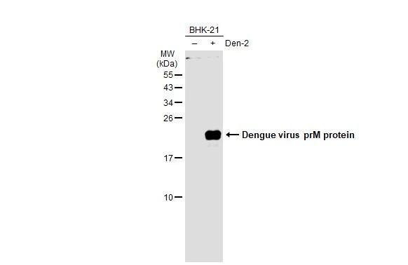 Non-infected (-) and infected (+) Zebrafish embryos extracts (15 ug) were separated by 15% SDS-PAGE, and the membrane was blotted with Dengue Virus 2 premembrane (prM) Envelope antibody (NBP3-48603) diluted at 1:1000. The HRP-conjugated anti-rabbit IgG antibody was used to detect the primary antibody. 