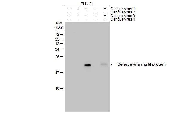 Non-infected (-) and infected (+) BHK-21 whole cell extracts were separated by 15% SDS-PAGE, and the membrane was blotted with Dengue Virus 2 premembrane (prM) Envelope antibody (NBP3-48603) diluted at 1:10000. The HRP-conjugated anti-rabbit IgG antibody was used to detect the primary antibody. 