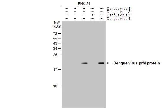 Non-infected (-) and infected (+) BHK-21 whole cell extracts were separated by 15% SDS-PAGE, and the membrane was blotted with Dengue Virus 2 premembrane (prM) Envelope antibody (NBP3-48604) diluted at 1:10000. The HRP-conjugated anti-rabbit IgG antibody was used to detect the primary antibody. 