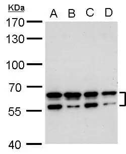 Western Blot CDYL2 Antibody