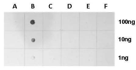 Dot Blot H2A [ac Lys5] Antibody
