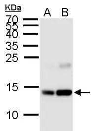 Western Blot H2A [ac Lys5] Antibody